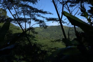 Puerto Rican Coffee Beans - The Coffee Spot El Paso TX