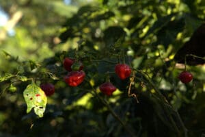 the-coffee-spot-gallery-6