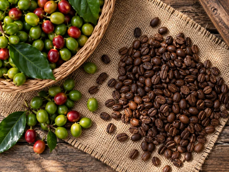 Green coffee cherries and roasted Puerto Rican coffee beans on burlap